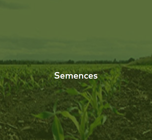 Semences