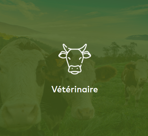 Vétérinaire
